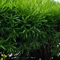 Verde urbano e crisi climatica a Trani: l’associazione OIKOS lancia un appello contro gli abbattimenti