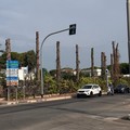 Trani: alberi abbattuti su proprietà privata, all'incrocio via I Capirro