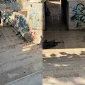 Maltempo su Trani, pioggia abbondante, ma il sottopasso di Via Verdi supera la prova dell'acqua