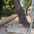 Segnalazione dei cittadini a Trani: pericolo alberi e marciapiedi sradicati in Viale De Gemmis