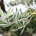 Via l'amianto dalla ex 98, arrivano diciannove alberi di ulivo