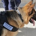 Sorpreso con la droga al rientro in carcere, tutto merito di Vera il cane tranese