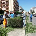 Verde pubblico, potate le aiuole di corso Manzoni