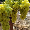 Le guardie rurali di Trani sventano furto d'uva