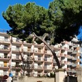 Via De Robertis, albero ad alto fusto pericolosamente inclinato: Art.97 chiede interventi urgenti