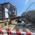 Trani | Paura in Via Papa Giovanni, cadono due grossi pini sulla strada. La diretta