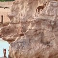 Volpi sulla falesia della Baia del Gruccione