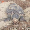 Ancora tartarughe spiaggiate in zona Mattinelle