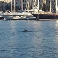 Porto di Trani, dopo gli yacht anche i delfini