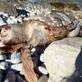 Ancora una Caretta Caretta ritrovata sul litorale di Trani
