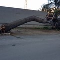 Alto albero di pino cade in via Bari, nessun ferito