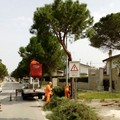 Proseguono gli interventi di manutenzione degli alberi ad alto fusto in città