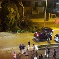 Via Malcangi, crolla un enorme ramo di pino