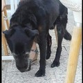 Investe il cane Nerone e scappa via: raggiunto e fermato da alcuni ragazzi
