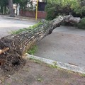 Cade un grosso albero di pino in via de Gemmis: strada bloccata