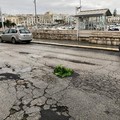 Ci risiamo: sul porto di Trani una buca raggiunge mezzo metro di profondità e si trasforma in fioriera