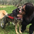 Alla consigliera di Trani Raffaella Merra conferita la delega al randagismo