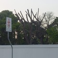 Legambiente Trani: «Giardino Telesio restituito alla città ma il verde urbano continua a soffrire»