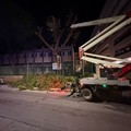 Alberi pericolanti in via Istria: traffico in tilt e intervento di taglio urgente del Comune