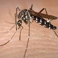 Aumentano le zanzare in città, giovedì la disinfestazione