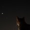 Giove e Venere danzano attorno alla Luna: a Trani la marea s'inchina allo spettacolo. E anche i gatti...