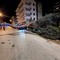 "Salvo per un soffio!": cade un enorme pino su via Malcangi, un giovane riesce a schivarlo