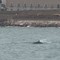 È sempre una magia: due splendidi delfini nuotano davanti alla costa di Trani