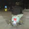 Cinghiale a bordo: passeggero insolito su una Vespa a Trani