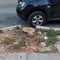 Pericolo sul marciapiede: dissesti a Corso Imbriani dopo il taglio degli alberi