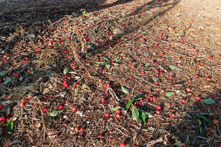 ciliegie per terra dopo un attacco dei parrocchetti