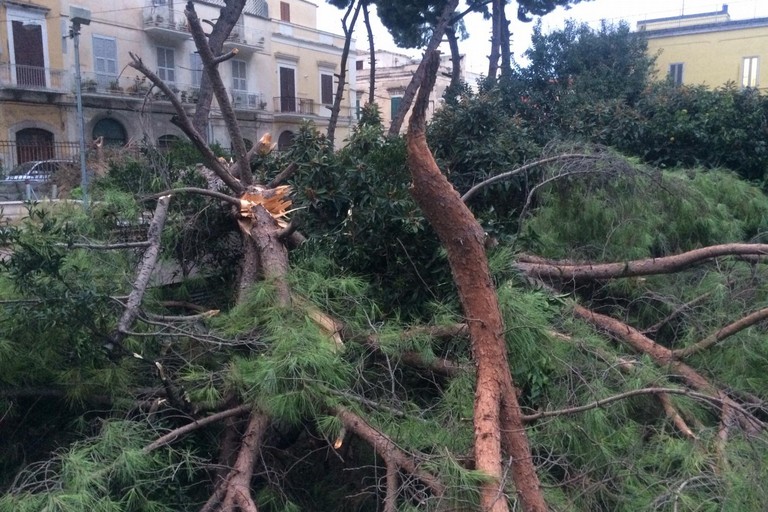 Albero caduto in corso Imbriani
