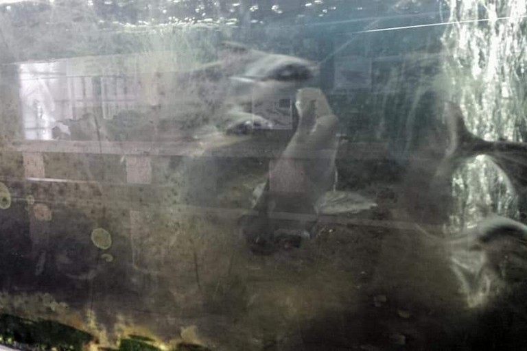 Acquario villa comunale