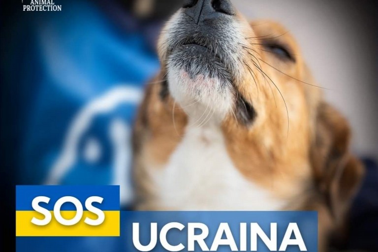 SOS Animali Ucraina