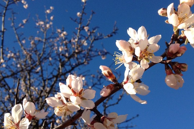 Mandorlo in fiore