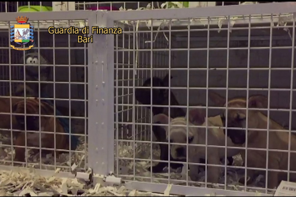 Cuccioli sequestrati dalla Guardia di Finanza di Trani