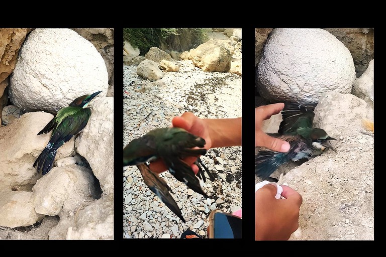 Baia dei Gruccioni - Salvataggio di un esemplare