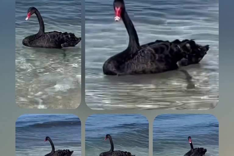 Il cigno nero di Trani