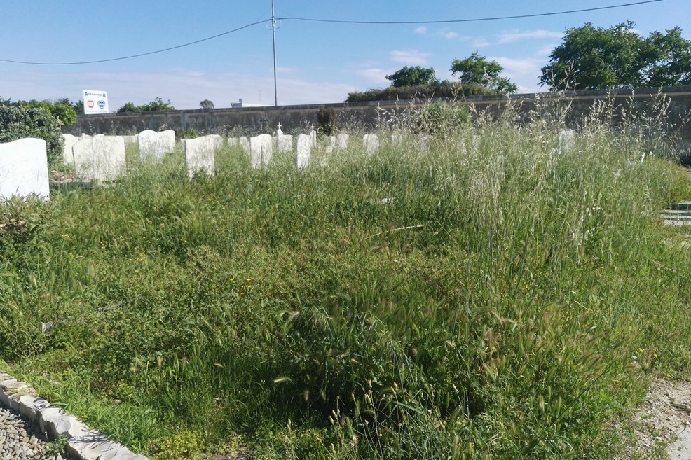 Campo del cimitero ricoperto di erba