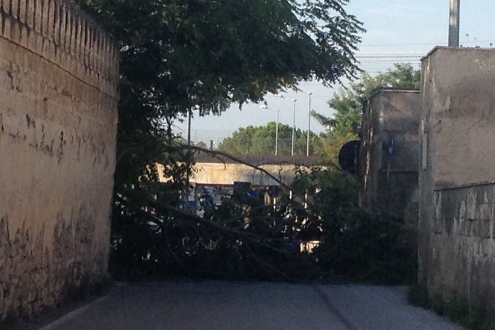 Albero cade nella strettoia di via Pozzopiano