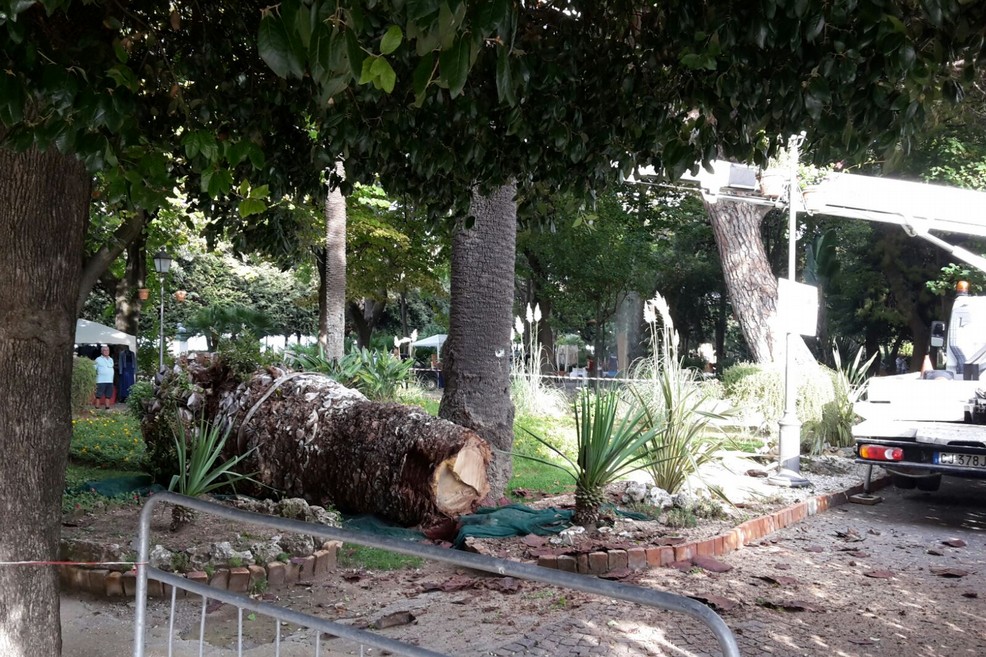 Palma abbattuta in villa Comunale