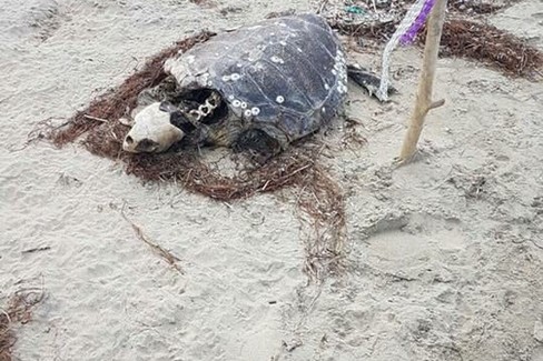 Tartaruga spiaggiata in zona Matinella