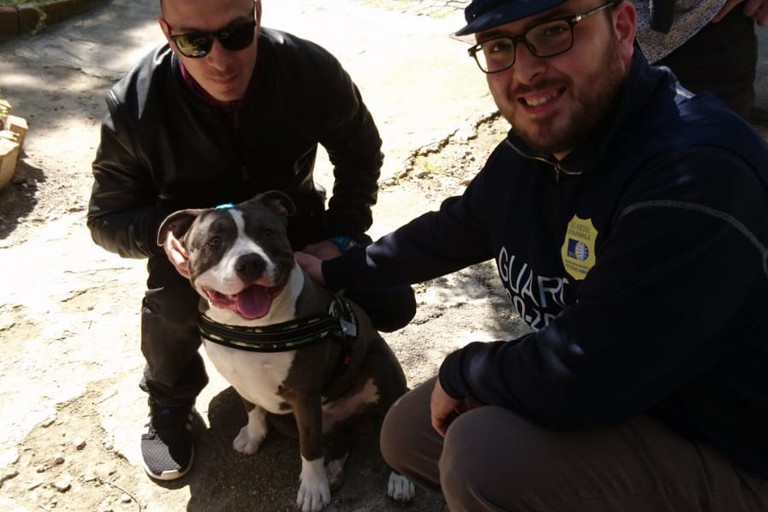 Cani in villa