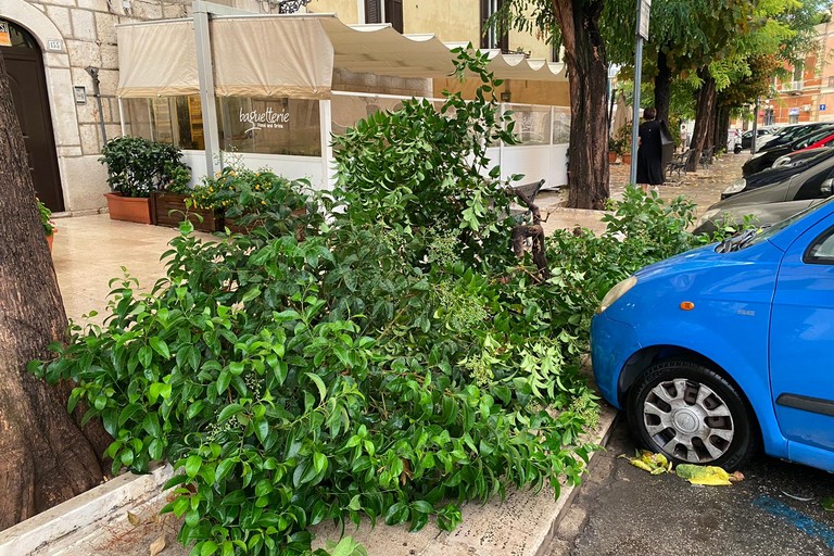 Albero caduto