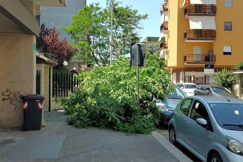 Albero via Tolomeo