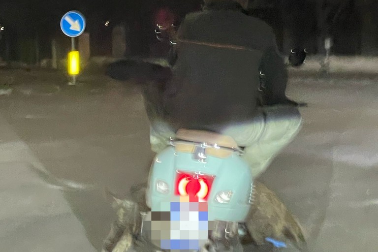 cinghiale su vespa. <span>Foto Adriana Fabrizio</span>