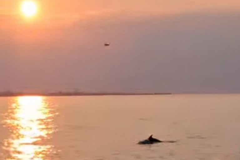Delfini al tramonto