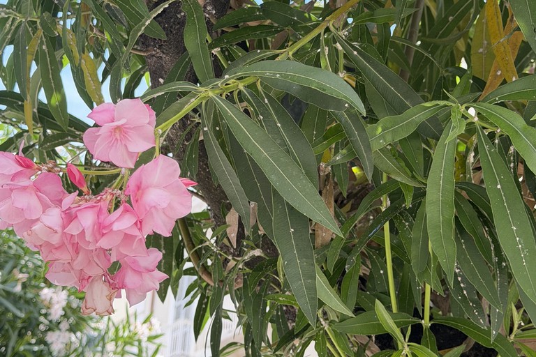 Oleandri