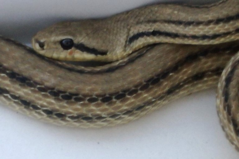 serpente in piazza Mazzini