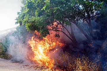 Incendio di sterpaglie a Trani