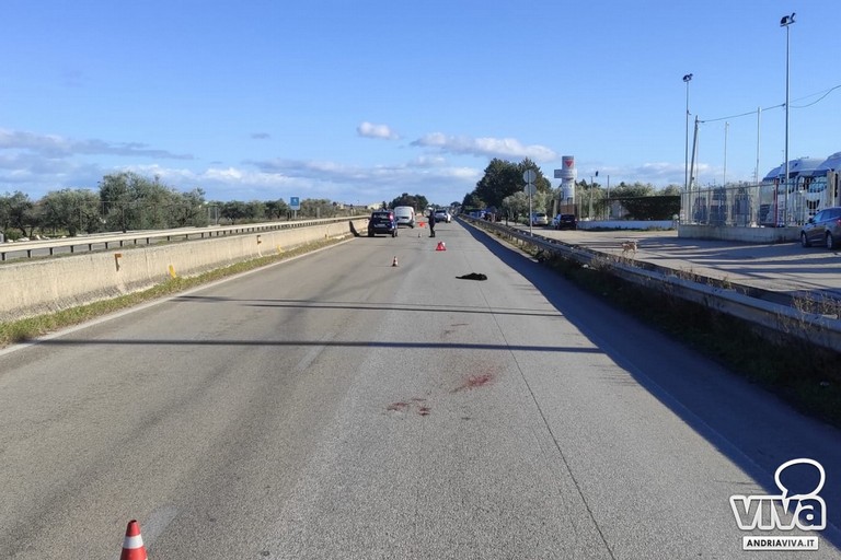 Incidente cane morto